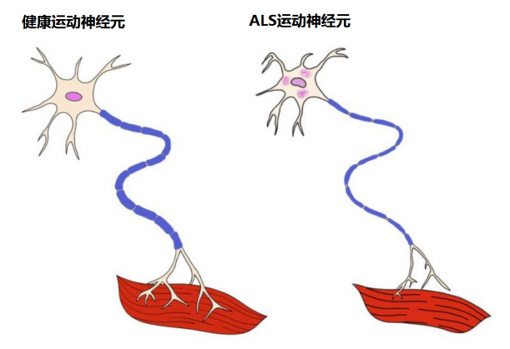 &#21326;&#20307;&#20250;&#104;&#116;&#104;